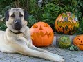 KANGAL PUPPIES by EDUARDO DUR�N HAEDO