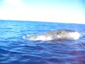 Dead sperm whale and tiger shark