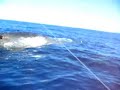 Dead  whale and tiger shark