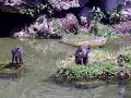monkeys swimming monkeys swimming