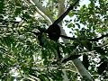 CoZzMiX TRAVELS - Searching for Howler Monkeys