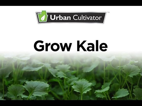 how to harvest curly kale