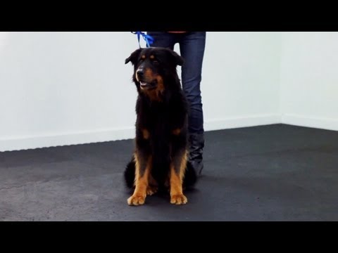 dog training - Follow eHow Pets for regular tips from Victoria Stilwell and more: http://www.youtube.com/subscription_center?add_user=ehowpets Learn more training commands ...