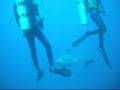 Deep-Siam with Marko the dolphin