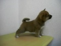 2009年11月5日生まれの柴犬③