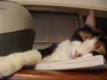 パソコンが終わるのを待つ猫 - Cat waiting for - -