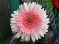 fleur,,