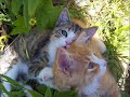 early-spring-at-next-day-organics-rabbitry.html