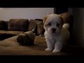 TOP 10: Cei mai tari catelusi de pe Youtube -  (embed)