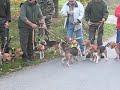 LES BEAGLES AU BREVET DE CHASSE DE MARCILLY