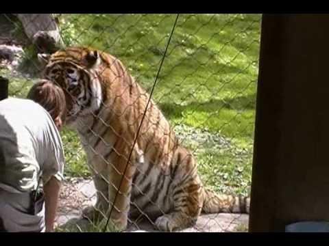 amur tiger ^
