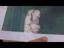 Pregnant elephant