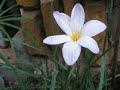 Experience Awe: Flower Dancing in the Wind