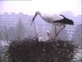 Do Storks Yawn?