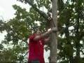 Takin' down trees