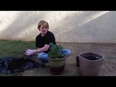 how to transplant tomato plants into garden