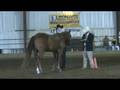 Feature Masterpiece Linus	Shankless Showmanship	