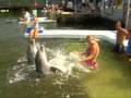 delfiny