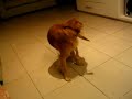 poppy persigue su cola y ataca poppy persigue su cola y ataca