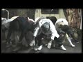 DOCTOR LY-SOCA DECALE (jump up voyéy monté)