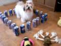 videos de Shih Tzu preso pelas latinhas de refrigerante