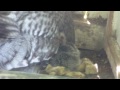Click here to watch this video Offspring - Eagle and Owls hatched - Bird of Prey Show - Wolves - Lynxes - Wildlife Park Poing