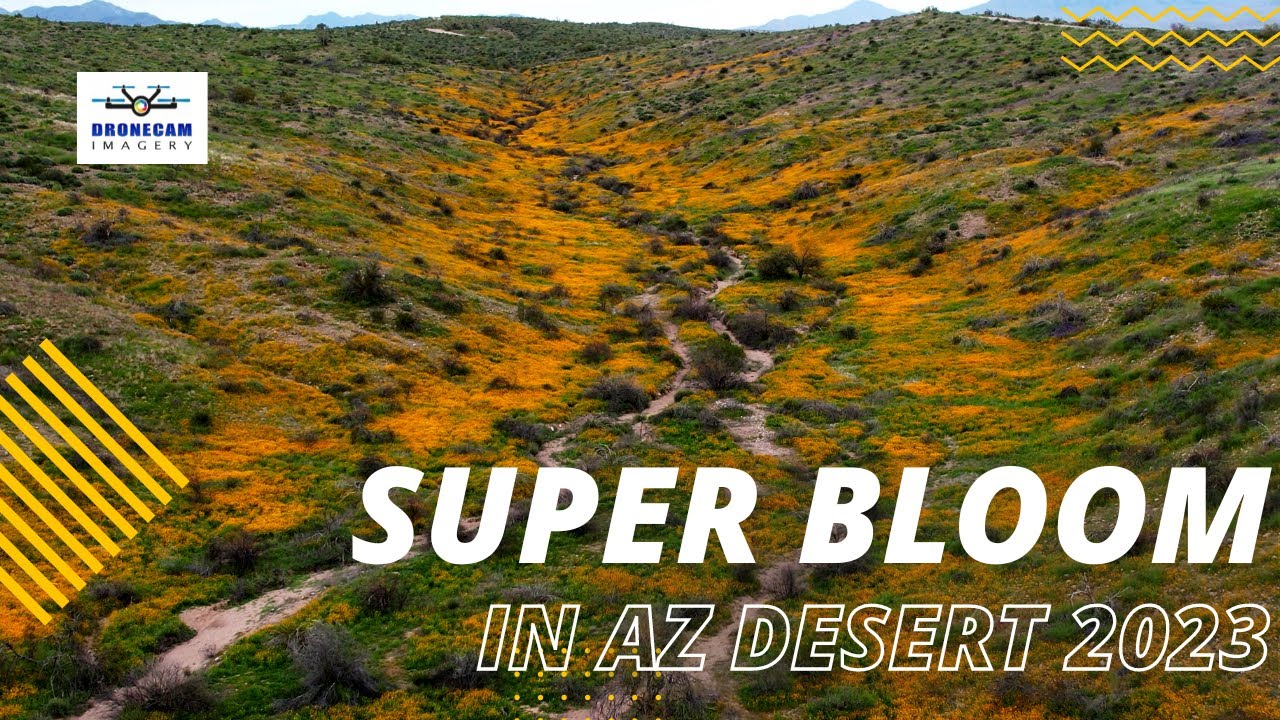 Super Bloom captured from the Air and on the ground