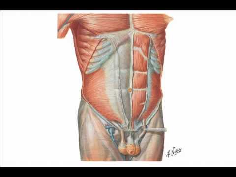 how to repair abdominal hernia