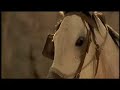 African Horse | Running Free African Horse | Running Free