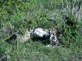 Three brothers having a snack