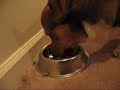 Dogfood Seasoning Powder (Furikake for Dogs)