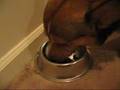 Dogfood Seasoning Powder (Furikake for Dogs)