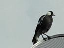 Birds in the BeralaPatch
