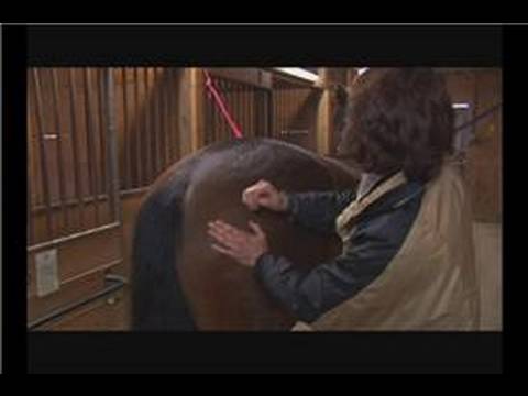 how to perform equine massage