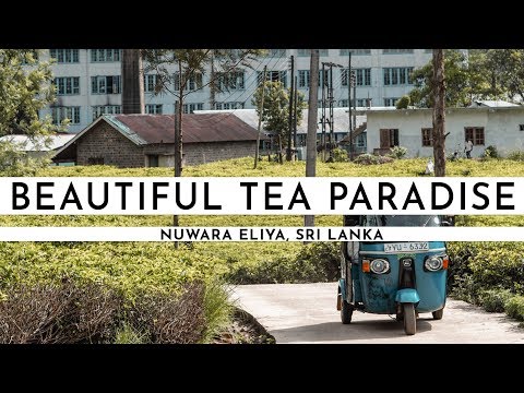 NUWARA ELIYA TEA PLANTATIONS · SRI LANKA 2018 I TRAVEL VLOG #59