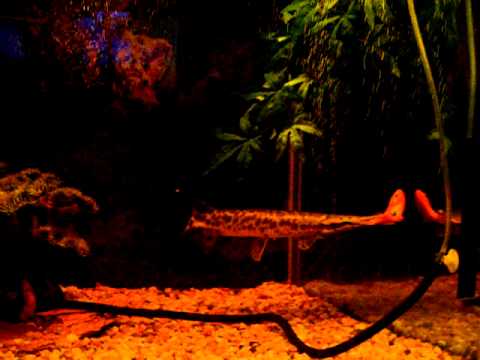 how to care alligator gar