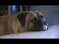 Sleepy Head Baby the Bullmastiff Sleepy Head Baby the Bullmastiff