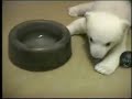 The cute Knut