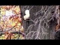 White squirrel in Minnesota