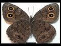 spectacular butterflies animated slideshow