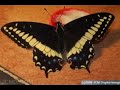 spectacular butterflies animated slideshow