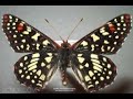 spectacular butterflies animated slideshow