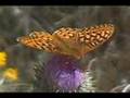 Spectacular Butterflies Animated Slideshow