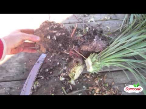 how to transplant yucca shoots