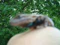EASTERN FENCE LIZARDS EASTERN FENCE LIZARDS