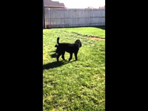Mom playing with puppies