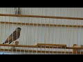 caboclinho baiano cantando viviti ou do ré mi - vi vi ti (1)