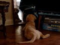 My Golden Retriever Puppy Barking at a Mirror