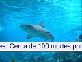 Os 10 animais mais perigosos do mundo.