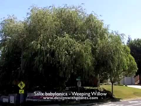 how to plant a weeping willow tree